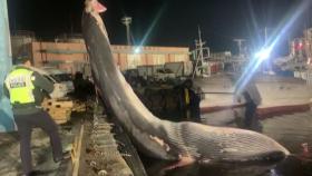 우리나라 역대 두 번째 추정 대형 고래 사체 발견