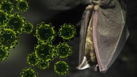 국내 박쥐에서 '신종 코로나' 유사 바이러스 발견