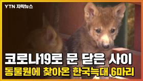 [자막뉴스] 코로나19로 문 닫은 사이 동물원에 찾아온 한국늑대 6마리