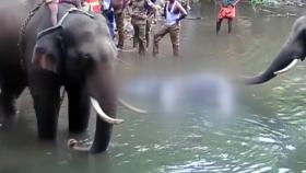 인도, 파인애플 폭죽으로 코끼리 죽인 남성 체포