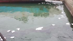 인천 남항 정박한 700톤 선박서 기름 유출