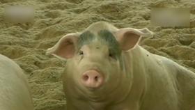 중국, 대유행 가능성 '신종 돼지독감' 바이러스 발견