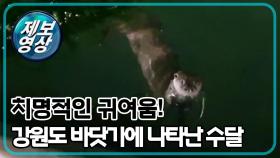 [제보영상] 강원도 삼척 앞바다에서 만난 수달, 그 치명적인 귀여움!