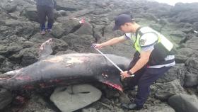 제주서 멸종 위기종 남방 큰돌고래 사체 발견
