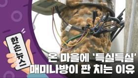 [15초 뉴스] 온 마을에 '득실득실'...매미나방이 판을 치는 이유