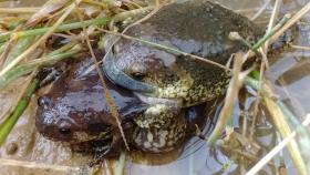 [서울] 서울 여의샛강 생태공원에서 보호종 두꺼비 발견