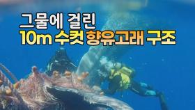 [세상만사] 그물에 걸린 10미터 수컷 향유고래 구조작전