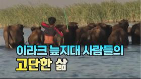 [세상만사] 코로나에 무너지는 이라크 늪지대 민족(Marsh Arabs)의 삶