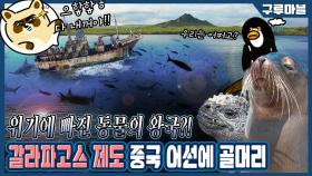[구루마블]갈라파고스까지 간 중국 어선 260여 척, 목적은 상어 싹쓸이?