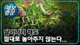 [제보영상] 도망가려 하지만 절대 놓아주지 않는 치열한 싸움...!