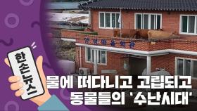 [15초 뉴스] 물에 떠다니고 고립되고...동물들도 '수난 시대'