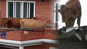 폭우 뒤 지붕 위에서 발견된 소들, 구조는 됐지만...