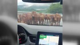 도로 위 점거한 소 떼들...YTN 제보로 본 비 피해 현장
