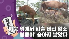 [15초 뉴스] 지붕 위에서 사흘 버틴 어미 소, '쌍둥이' 송아지 낳았다