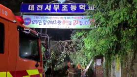 대전 서부초등학교 정문 위로 나무 쓰러져...다친 사람 없어