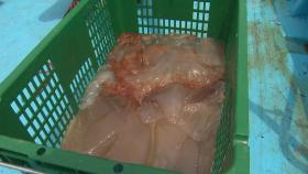 해수욕장 몰려오는 독성 해파리...피서객 '주의'