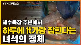 [자막뉴스] 해수욕장 주변에 가득...독성 있어 피서객 '주의'