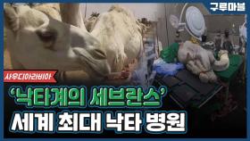 [구루마블] 세계 최대 규모의 낙타 병원 '살람 동물 병원'
