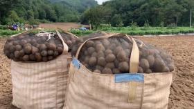 [기업] SPC그룹, 코로나 피해 감자 농가 돕는다