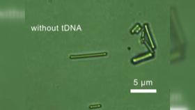 국내 연구팀, DNA 손상 없이 탐지하는 광센서 개발