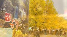 가을이 만든 '황금터널'...충북 괴산 은행나무 길