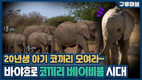 [구루마블] 코끼리 베이비붐! 케냐 코끼리 출산율 급증의 이유는?