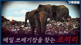 [구루마블] 매일 쓰레기 매립지를 찾아오는 코끼리 떼의 사연