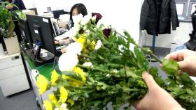 코로나 시국, 도청에서 꽃 잔치 벌인 까닭은?