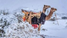 눈 쌓인 사하라 사막·눈 맞는 사우디 낙타...곳곳 이상기후