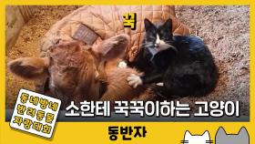 [동반자] '친화력 갑' 소한테 꾹꾹이하는 고양이
