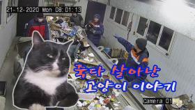 [세상만사] 폐기물 분리 작업대에서 구해낸 고양이