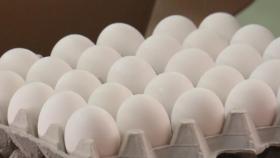 수입 달걀 첫 공매입찰...미국산 오늘 시중에 풀린다