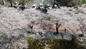 올해 벚꽃도 일찍 핀다...서울 4월 9일 만발