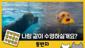 [동반자] 리트리버 강아지랑 같이 '수영'하실개요?