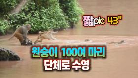 [짧pic] 원숭이 100여 마리 수영하면서 강 건너는 장면