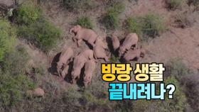 [세상만사] 중국 야생코끼리, 방랑 생활 끝내려나? ...위시에서 5일간 머물러