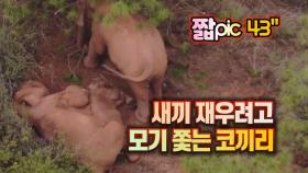 [짧pic] 잠자는 새끼 위해 모기 쫓는 코끼리의 모성애