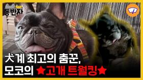 [동반자] 犬계 최고의 춤꾼, 모코의 ★고개 트월킹★