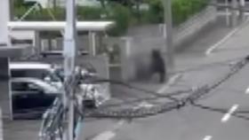 곰 나타나 일본 삿포로 시내 활보하며 행인 공격...4명 부상