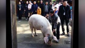 中 쓰촨 대지진 '영웅 돼지', 14살 천수 누리고 자연사