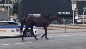 [영상] 난데없이 도로에 뛰쳐나온 말...사고 없이 주인 품에