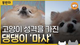 [동반자] 고양이 성격을 가진, 새침한 강아지 '마샤'