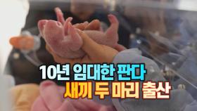[세상만사] 중국이 프랑스에 10년간 임대한 판다 새끼 두 마리 출산