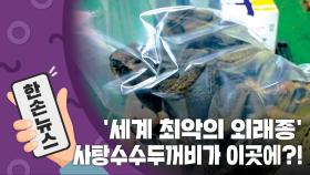 [15초뉴스] '세계 최악의 외래종' 사탕수수두꺼비가 이곳에?!