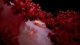 제주 서귀포 앞바다에서 희귀 자생생물 37종 발견