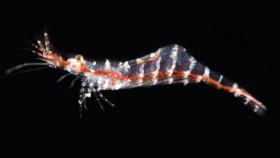 제주 서귀포 앞바다에서 희귀 자생생물 37종 발견