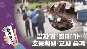[15초뉴스] '벌떼'가 거기서 왜 나와...? 초등학생·교사 습격