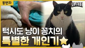 턱시도 냥이 꽁치의 특별한 개인기 [동반자]