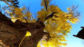 [영상] 벌써 가을이 저문다?...노란 꽃잎 떨구는 은행 고목