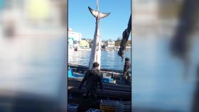 동해안에서 밍크고래·참돌고래 등 6마리 잇따라 죽은 채 발견